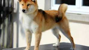 Kot dvojna: 5 pasjih psov, ki so zelo podobne divjim živalim